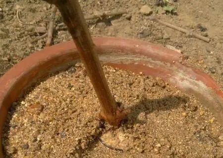 让葡萄爬满院子怎样栽培,第一年的葡萄如何爬满架