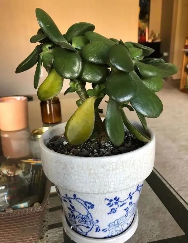 玉树有点枯萎怎么救,玉树叶子又蔫又软怎么办啊