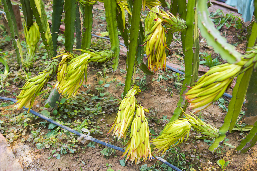 #毕业旅行啦#石家庄慧灯庄园，夏日里寓教于乐爽歪歪