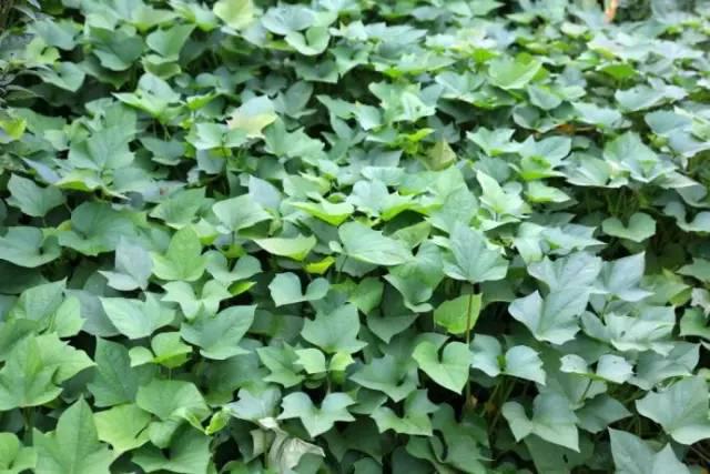 红薯藤喂牛发生胀气怎么办,红薯藤喂羊害处怎么解决