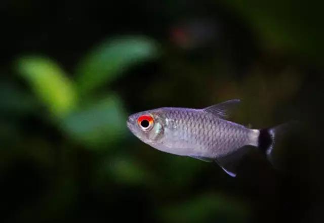 灯鱼草缸造景教程,草缸造景养什么鱼