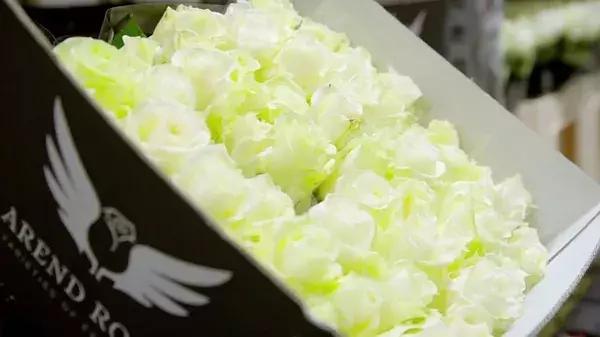 世界最大鲜花市场的销售全过程,全球最大的鲜花交易市场排名第一