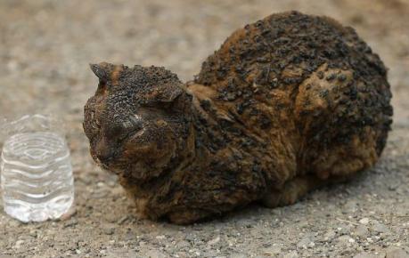 猫主子受伤了怎么处理,猫咪生病铲屎官做些什么