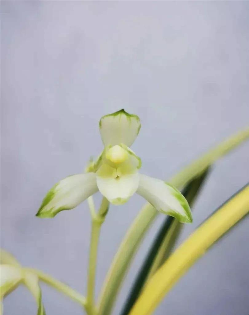 稀有建兰名贵品种,建兰顶级白花品种