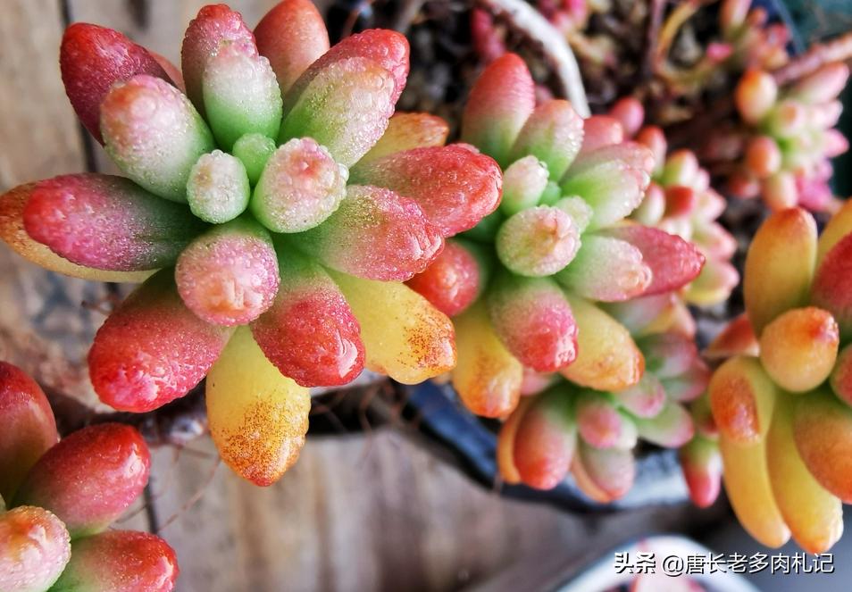 多肉熊童子掉叶怎么回事,小人祭多肉烂根掉叶的原因