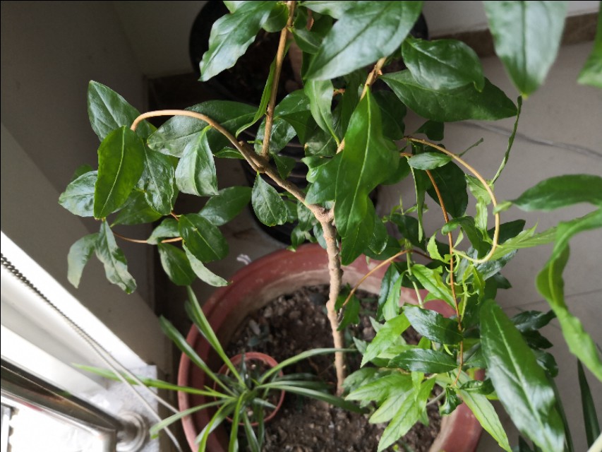 网上购买石榴树怎么种植,网购的石榴树第二年怎么修剪