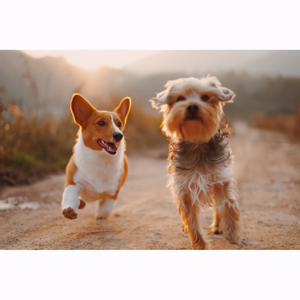 最新进口猫粮推荐,2023进口猫粮哪个品牌好