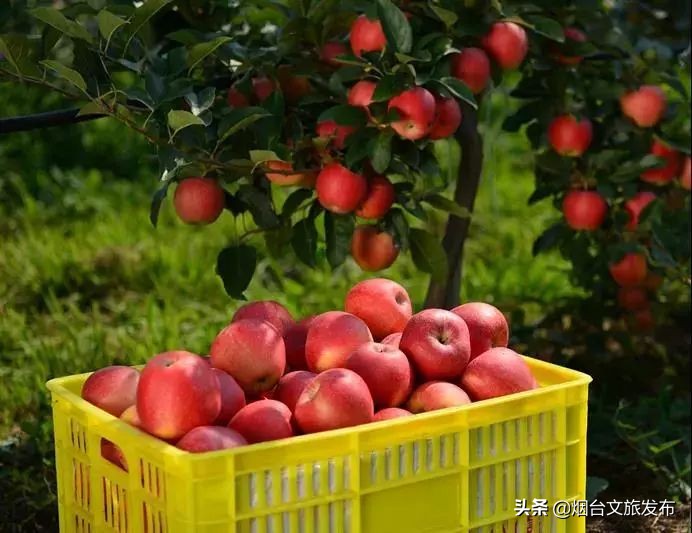 莱州金秋旅游去处,山东莱州旅游文化节