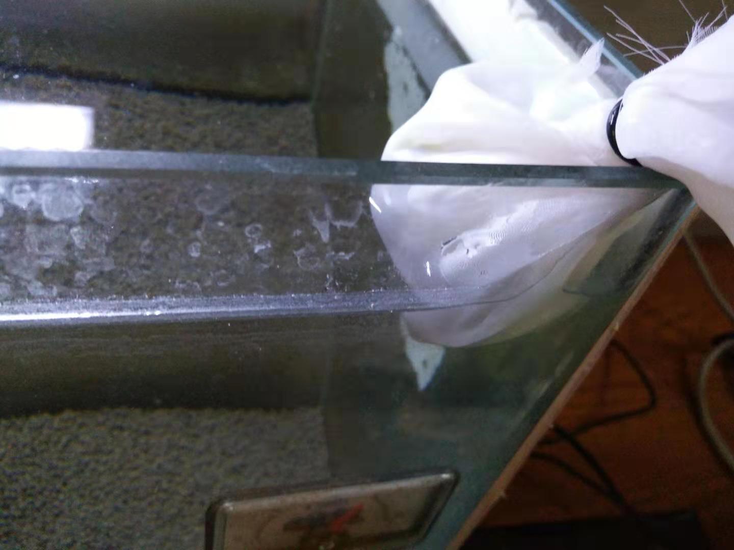 如何养好迷你鹦鹉鱼苗,怎么可以养好迷你鹦鹉鱼鱼苗