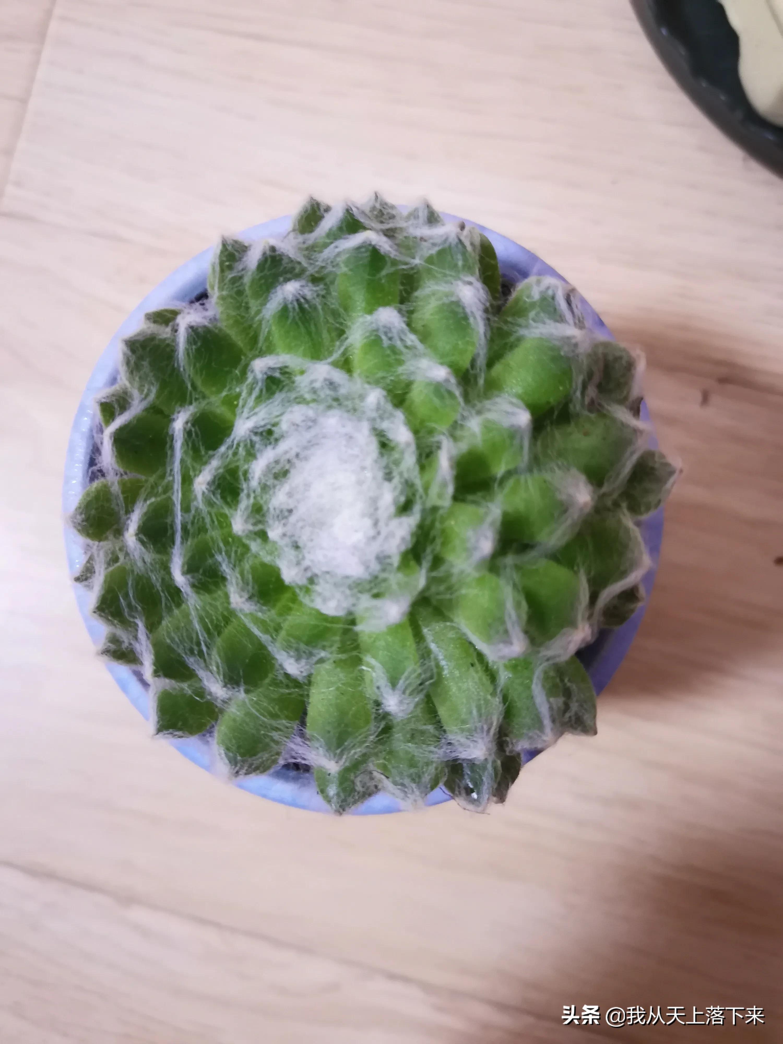 89种常见多肉植物品种图，实物拍摄，还不认识的小伙伴赶紧收藏好