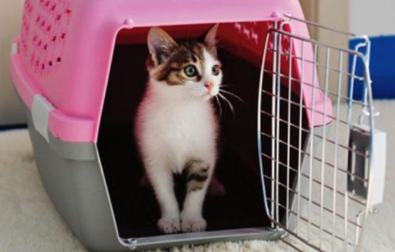 长途开车带猫咪回老家?这3个安全问题,你确定不来学习下?