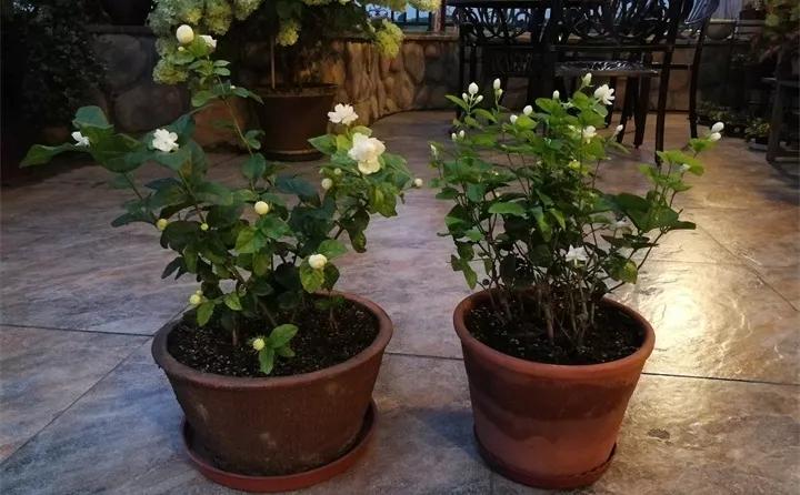 刚到家的花很好没多久就黄叶,买回来的花很快就蔫的原因