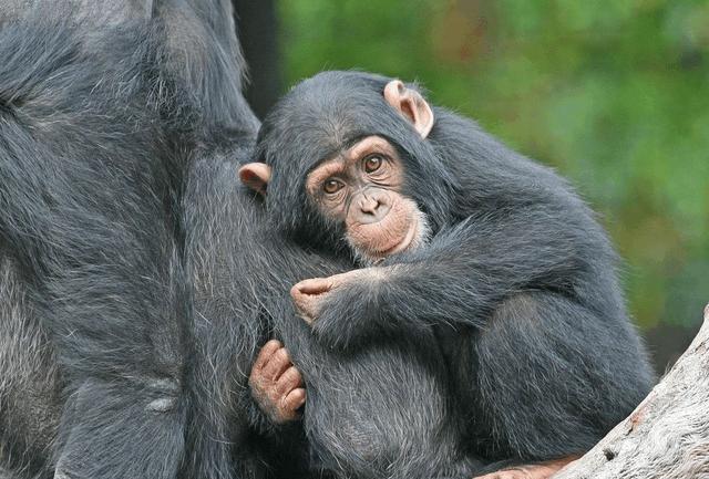 行为性疾病艾滋,艾滋病性传播的概率为什么那么低
