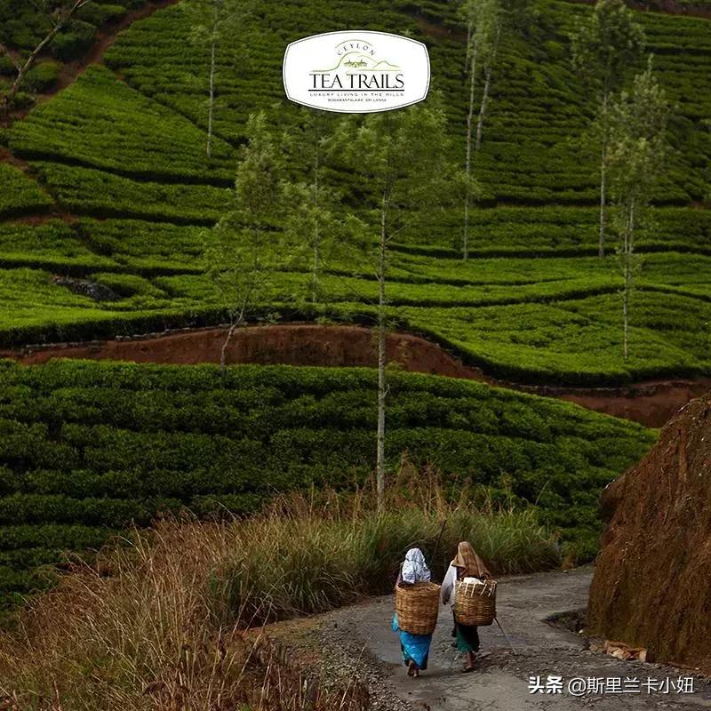 锡兰藏着3家罗莱夏朵：英式茶园野奢帐篷和悬崖海滨，随时去隐居