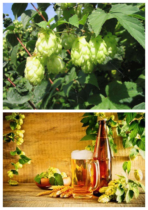 欧罗巴（六）：巧克力、啤酒王国，欧洲红魔——比利时