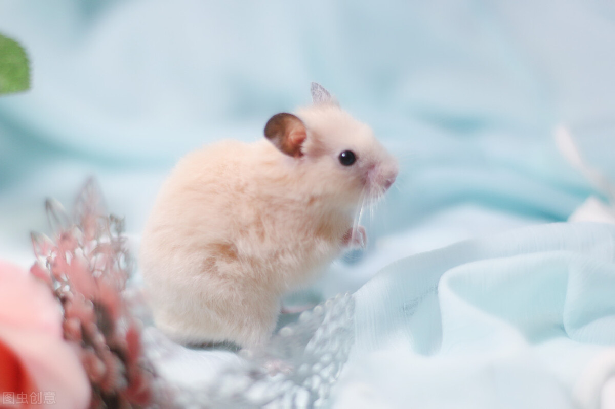 金丝熊拉黄绿色的是为什么,金丝熊拉黄色稀便怎么回事