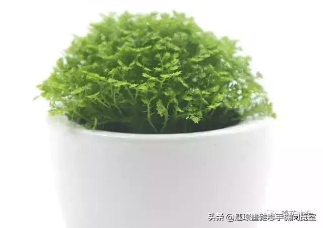 100种常见花卉植物图谱,100种花卉素描图谱