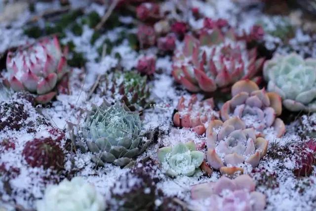 长生草观音莲怎么长侧芽,长生草多肉用什么土壤