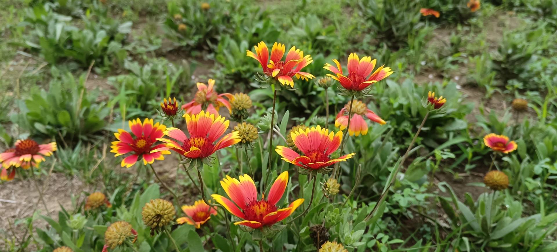 荣耀50se值得入手吗,荣耀50se值得入手吗现在