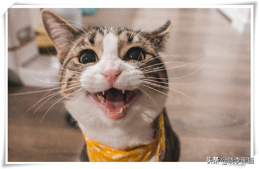 猫牙周炎自愈的最佳方法,猫咪牙周炎靠刷牙能痊愈嘛