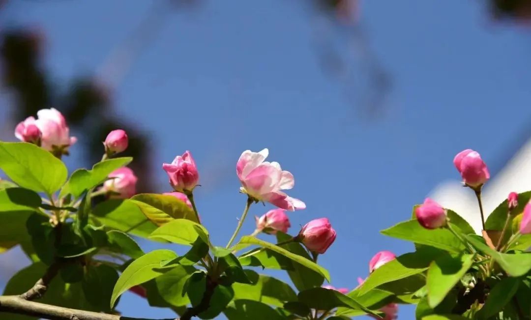 附近免费景点踏青网红打卡地,北京周边的四季花海