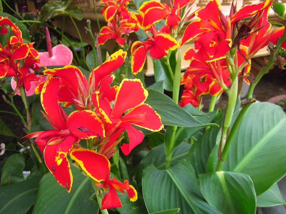 美人蕉有什么特别,美人蕉的十大特点