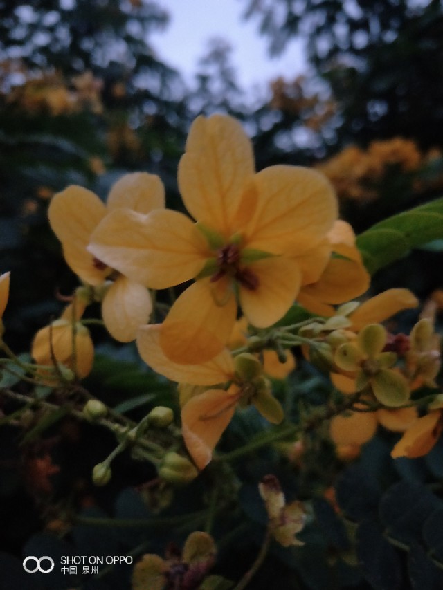 花开的时候最珍贵完整版,花开的时候你就来看我