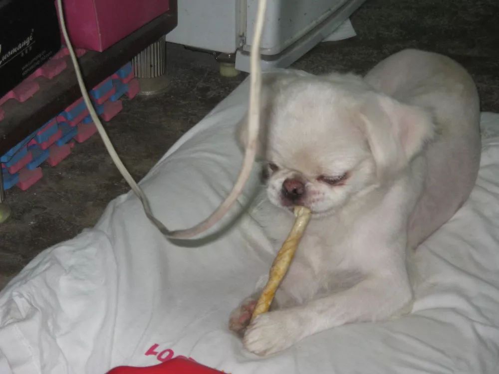 金毛啃骨头护食,金毛吞掉猪骨头