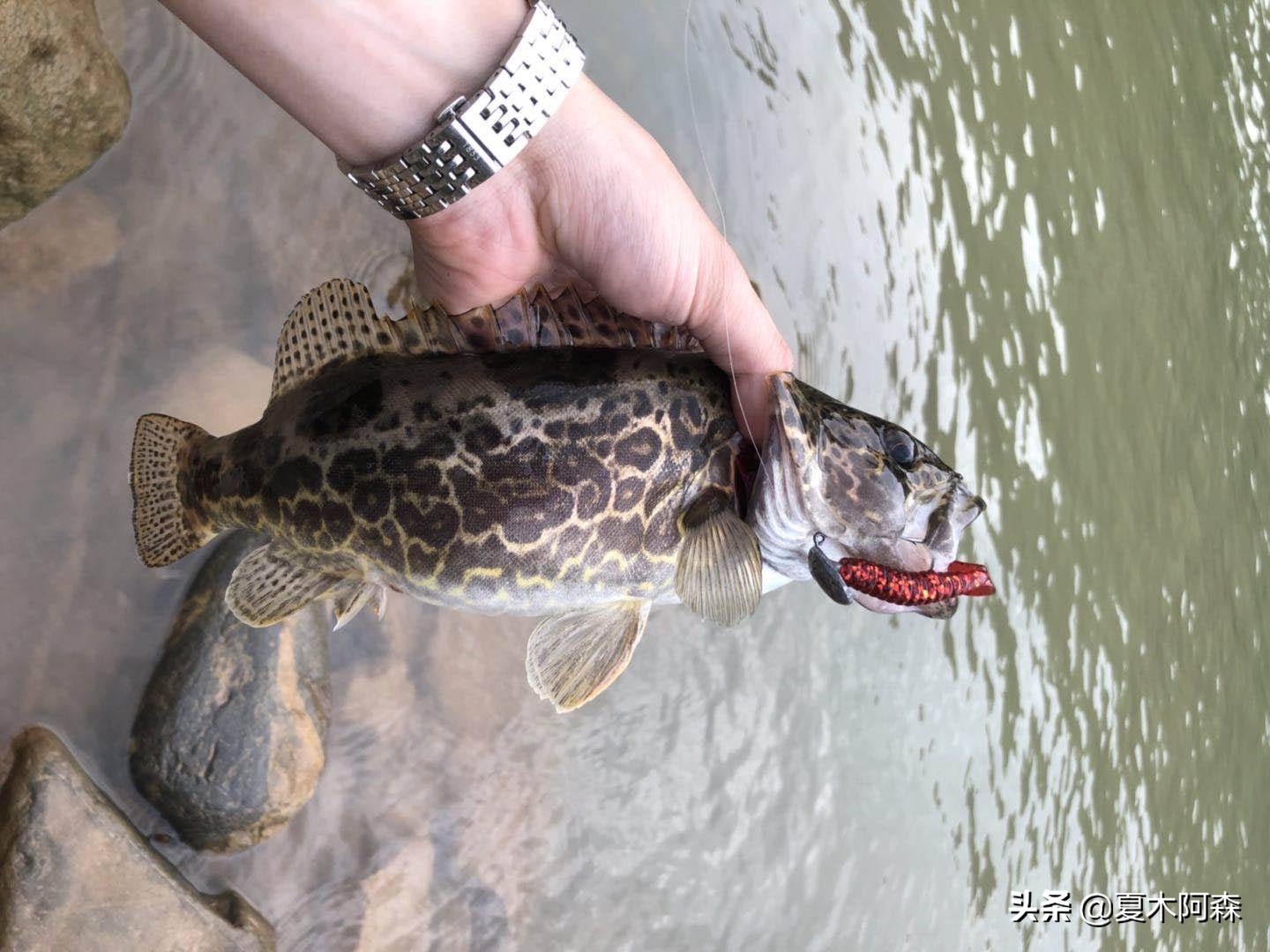 鳜鱼喜欢在岩石堆里面吗,鳜鱼总是侧躺在石头边