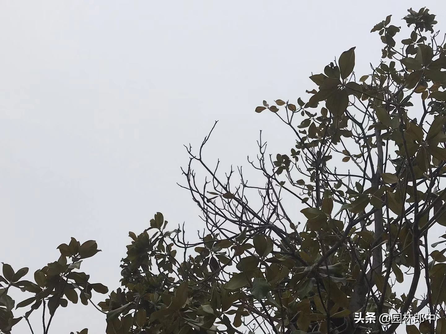 广玉兰树皮发黑怎么治疗,广玉兰树干黑斑点怎么治