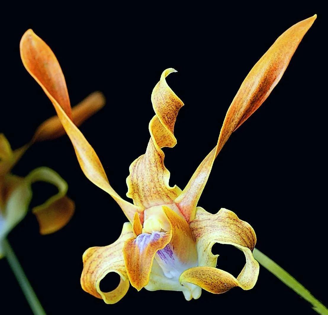 兰花高洁的古诗,高洁典雅的兰花壁纸