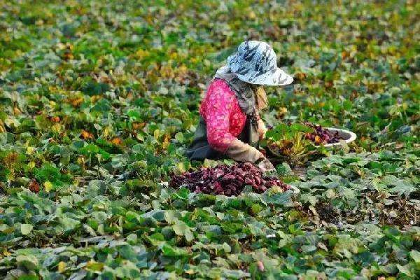 菱妹妹的前世今生,前世今生小说季雨菱