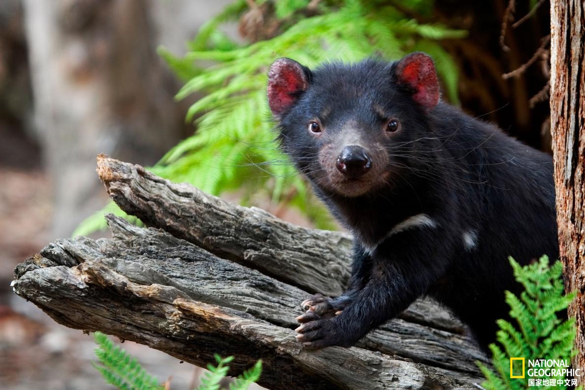 袋獾肿瘤,一线希望后面的任务是什么