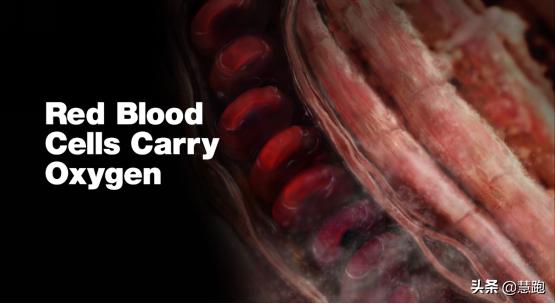 耐力运动需要补充什么元素,补充运动耐力所需营养元素