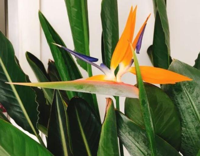 鹤望兰小盆栽怎么养,北方盆栽鹤望兰何时可以换盆