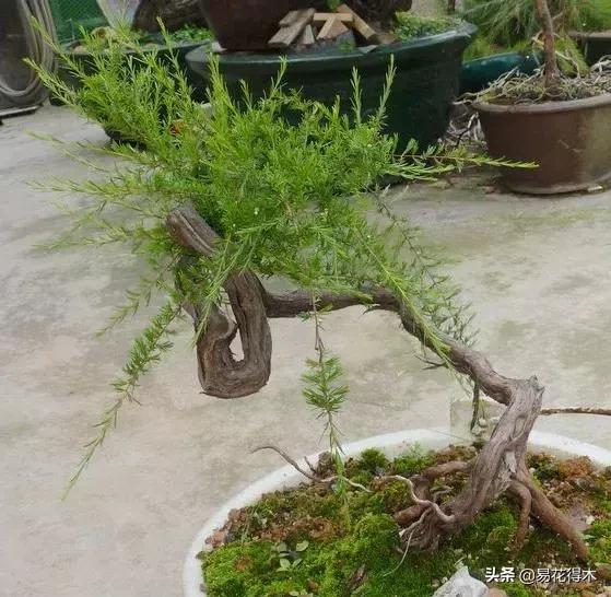 岗松盆景移栽,岗松盆景风景