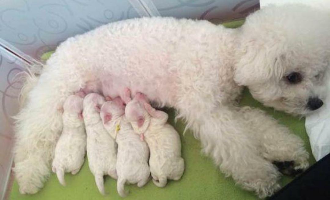 如果一岁不到的狗狗难产了怎么办,狗狗难产人工怎么帮他弄