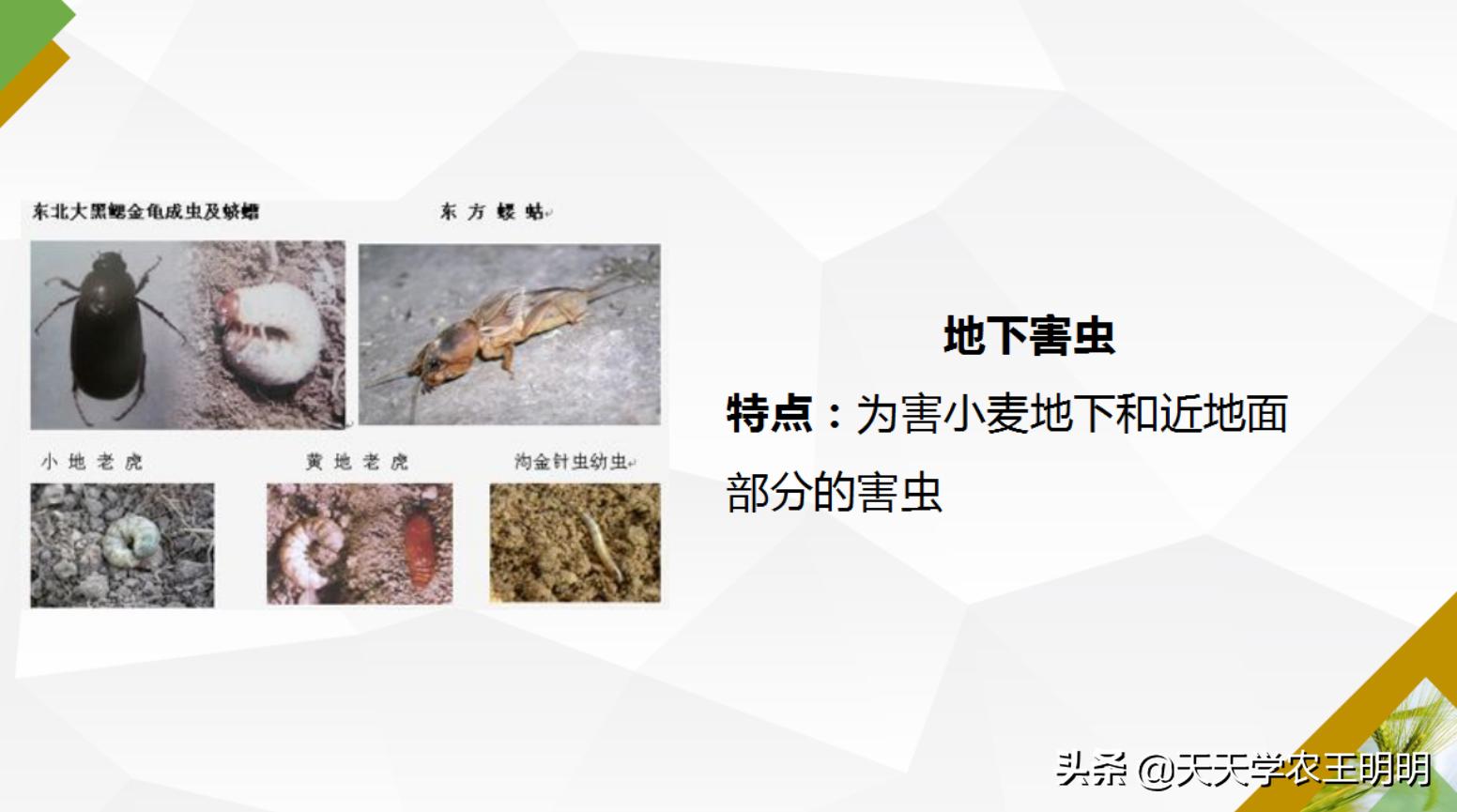 小麦主要虫害及防治方法思维导图,小麦虫害用什么药