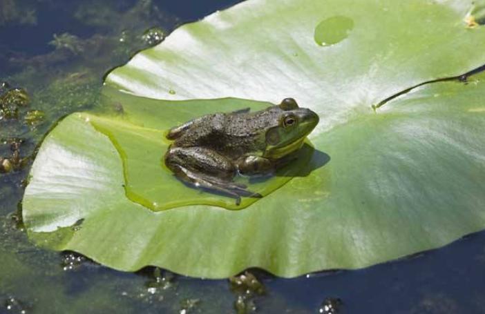 高温季节养殖牛蛙，莫让腹水病影响您的收成