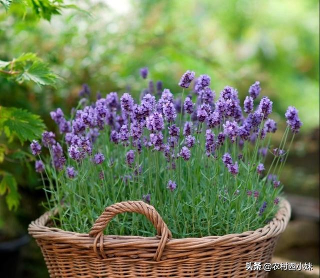 薰衣草种植方法全过程,最大的薰衣草种植基地