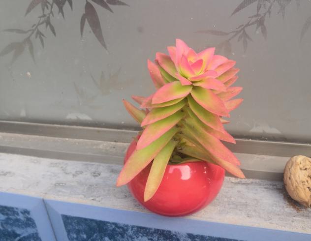 多肉叶子变软了蔫蔫的怎么救活,多肉叶子发软打蔫儿怎么处理