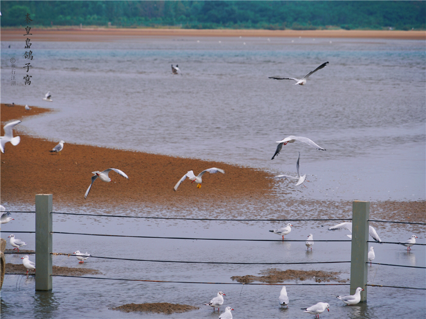 北戴河鸽子窝公园看日出几点合适,北戴河最适合看日落的地方