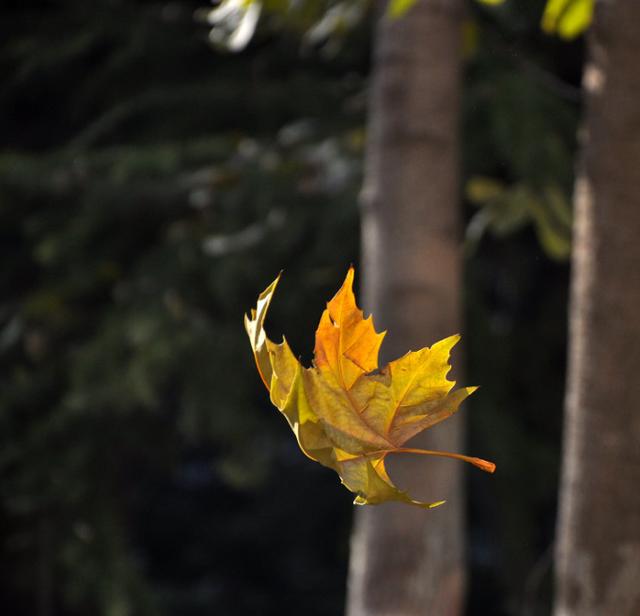 孤独前是迷茫孤独后是成长原文,孤独前是迷茫孤独后是成长配图