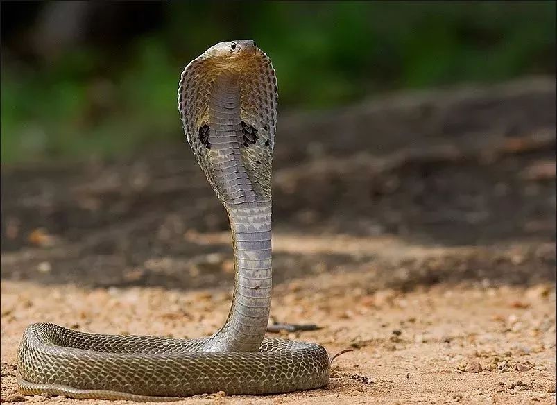 有毒蛇的地方长什么草,有毒蛇和无毒蛇咬的伤口区别