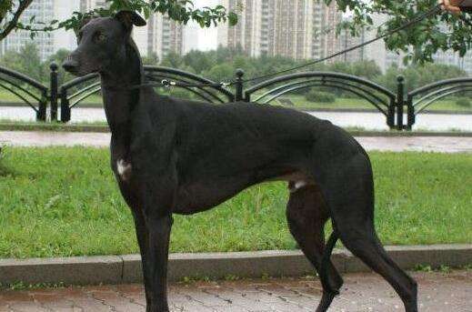 速度与激情法拉利,速度与激情的碰撞