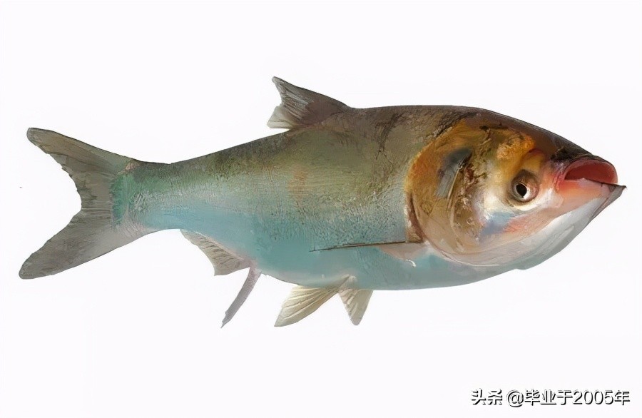 大连近海常见鱼类图鉴,大连哪里可以垂钓淡水鱼