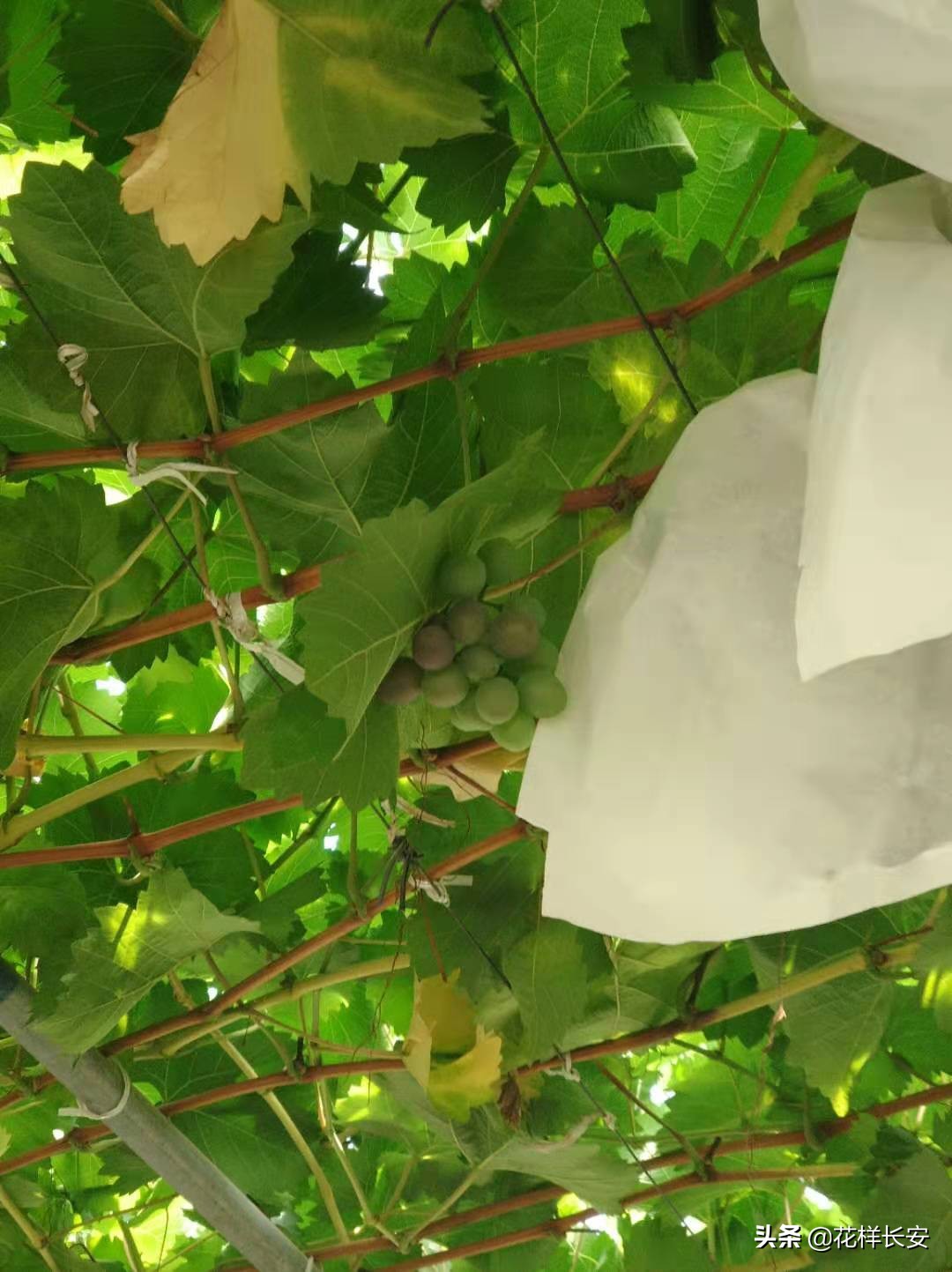 葡萄熟了玩耍视频,葡萄熟了采摘园