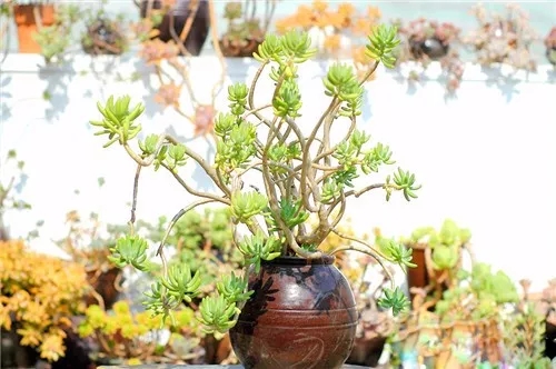 多肉老桩速成法根本用不了三五年,多肉怎么养成老桩小技巧