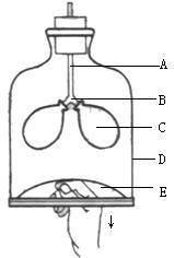 八年级下册生物书知识点,初一下册生物期中知识点