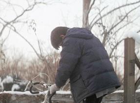 情书柏原崇藤井树解析,藤井树柏原崇是啥意思